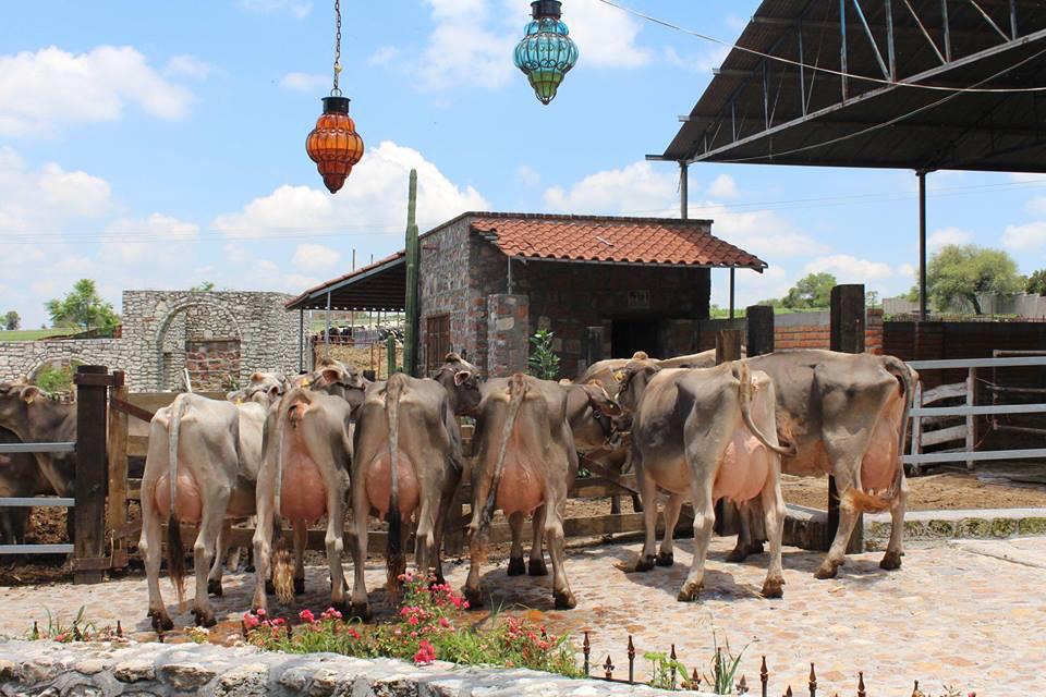 Crialtos ASOCIACIÓN GANADERA LOCAL ESPECIALIZADA DE CRIADORES DE GANADO DE REGISTRO DE LOS